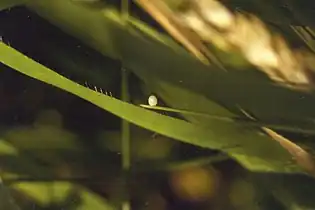 Egg