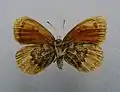 Erebia cassioidesunderside ♀