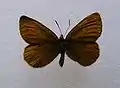 Erebia manto ♂