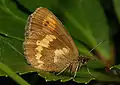 Erebia manto underside ♀