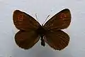 Erebia oeme ♂