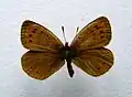 Erebia pandrose