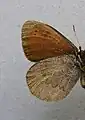 Erebia pandroseunderside