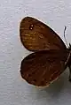 Erebia plutounderside