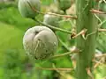 E. himalaicus ripening 3-valved seed capsule