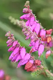 Erica ciliaris