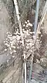 Erigeron bonariensis growing as a weed on a building in New Delhi, India