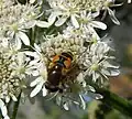 Hoverfly Eristalis horticola