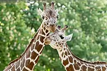 Reticulated giraffes have been living at the giraffe park since the restoration.