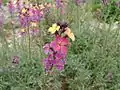 Erysimum 'Chelsea Jacket'