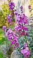 Erysimum × linifolium 'Bowles's Mauve'