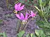 Erythronium sibiricum