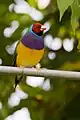 Red headed male Gouldian finch at Artis Zoo, Netherlands