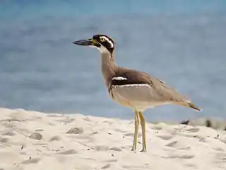 On Green Island off Cairns