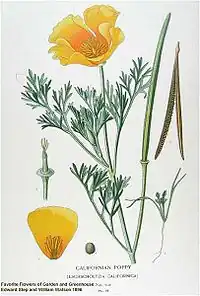 Botanical illustration