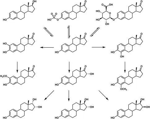 Graphic of the metabolic pathways of estradiol in humans