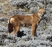 Red canine on grassy rocks