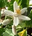 Etrog blossom