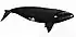 South Atlantic right whale illustration with an overall black coloration with a white patch above the eyes, callosities on the opening of the mouth, and a large body