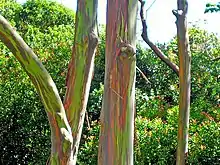 Coloured bark of E. deglupta native to Southeast Asia