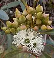 flower buds and flowers