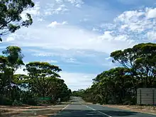 Eucalyptus salmonophloia in Australia