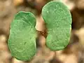 Seedling of Eucalyptus acmenoides displaying cotyledons