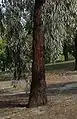 Dark, fissured 'ironbark' of E. sideroxylon