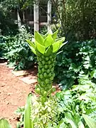 Flower buds with green crown