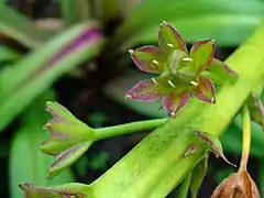 Mature flower