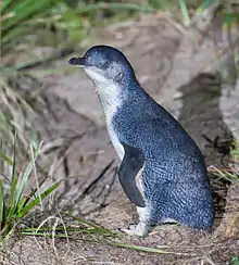 Little blue penguin