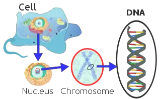 Location of nuclear DNA within the chromosomes of a cell nucleus