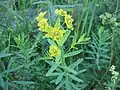 Leafy spurgeEuphorbia esula