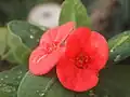 Close-up view of Euphorbia milii