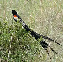 Photograph of a bird with an exceptionally long tail