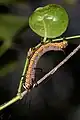 Caterpillar on Carissa carandas, Kerala