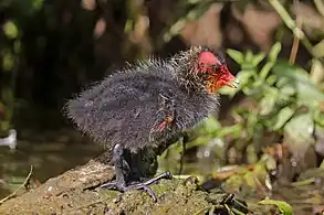 chick in Marais Audomarois, France