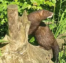 Brown mustelid on log