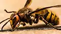 European hornet