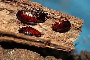 Four cockroach nymphs inside a broken log