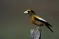 Male evening grosbeak in Truchas, New Mexico