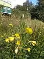 Evening primroses (Oenothera) in bloom on the entrance ramp meadow