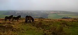 Three small brown horses on grassy area. In the distance are hills.