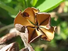 Fully open fruit after the seeds have dispersed