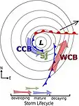 Diagram of fronts and airstreams associated with an extratropical cyclone in the Northern Hemisphere as viewed from above