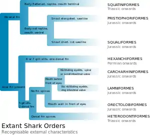 Identification of the 8 extant shark orders