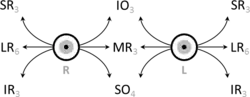 Schematic demonstrating the actions and cranial nerve innervation (in subscript) of extraocular muscles