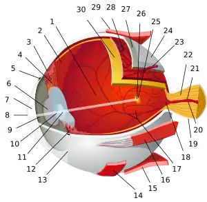 1:posterior segment 2:ora serrata 3:ciliary muscle 4:ciliary zonules 5:Schlemm's canal 6:pupil 7:anterior chamber 8:cornea 9:iris 10:lens cortex 11:lens nucleus 12:ciliary process 13:conjunctiva 14:inferior oblique muscule 15:inferior rectus muscule 16:medial rectus muscle 17:retinal arteries and veins 18:optic disc 19:dura mater 20:central retinal artery 21:central retinal vein 22:optic nerve 23:vorticose vein 24:bulbar sheath 25:macula 26:fovea  27:sclera 28:choroid 29:superior rectus muscle 30:retina