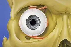 Normal anatomy of the human eye and orbit, anterior view