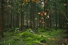 Coniferous forest on the isle of Mattön, in the northeast of the park